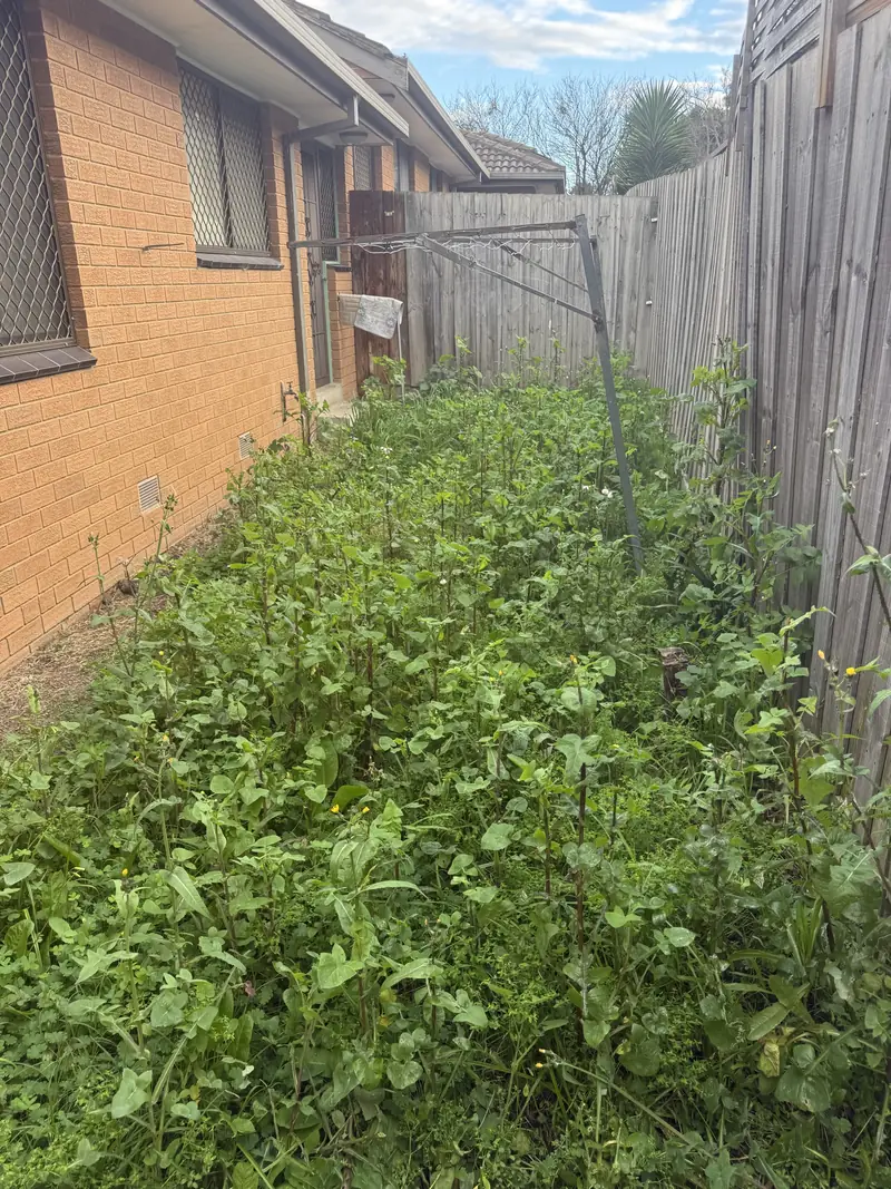 Overgrown side garden before clearance
