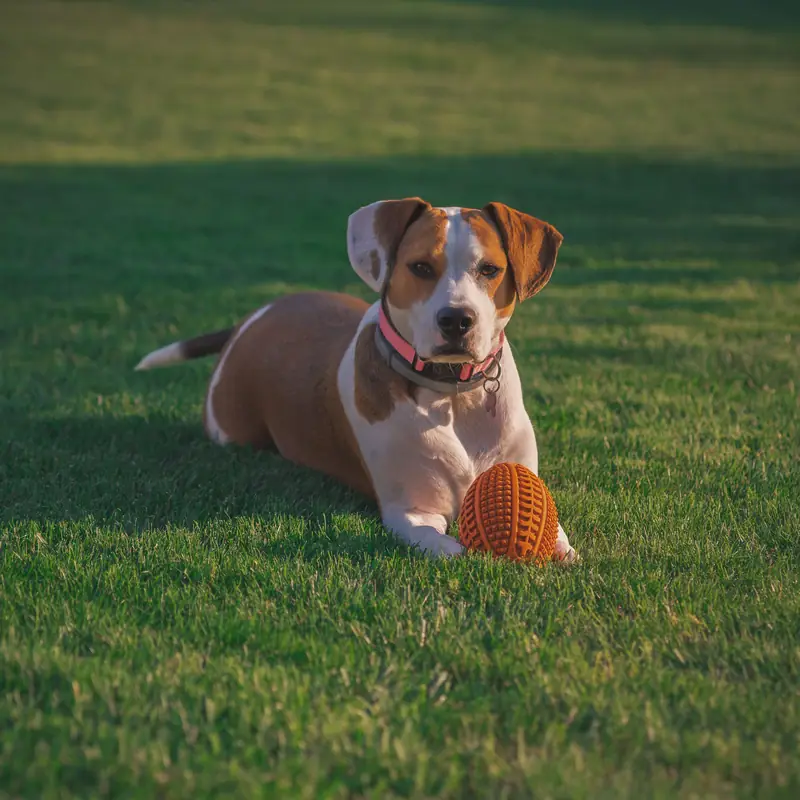 A dog resting on grass with its favourite ball (stock photo)