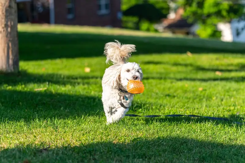 A small dog running across a lawn with its toy (stock photo)