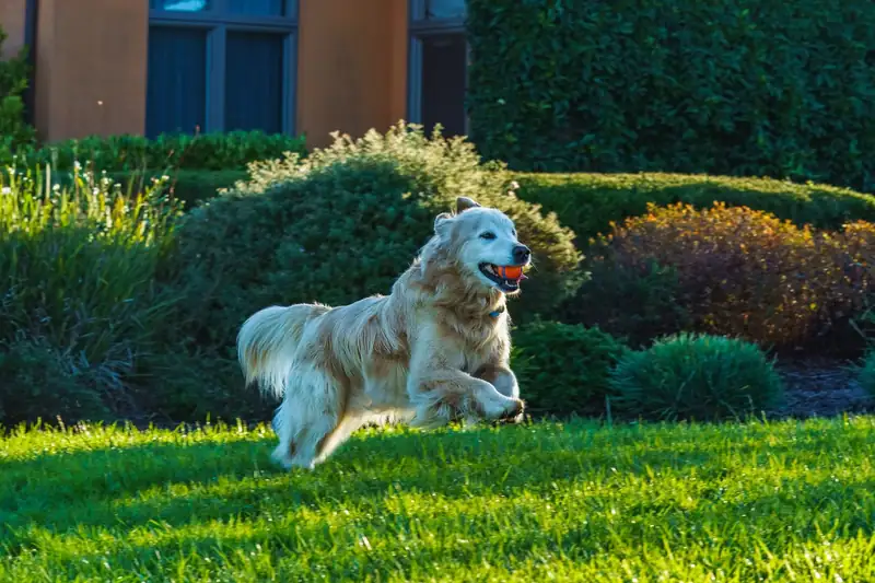 A golden retriever running across a lawn past a hedge (stock photo)