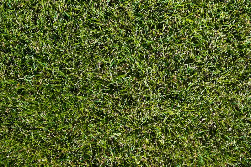 Close-up of green grass in sunlight (stock photo)