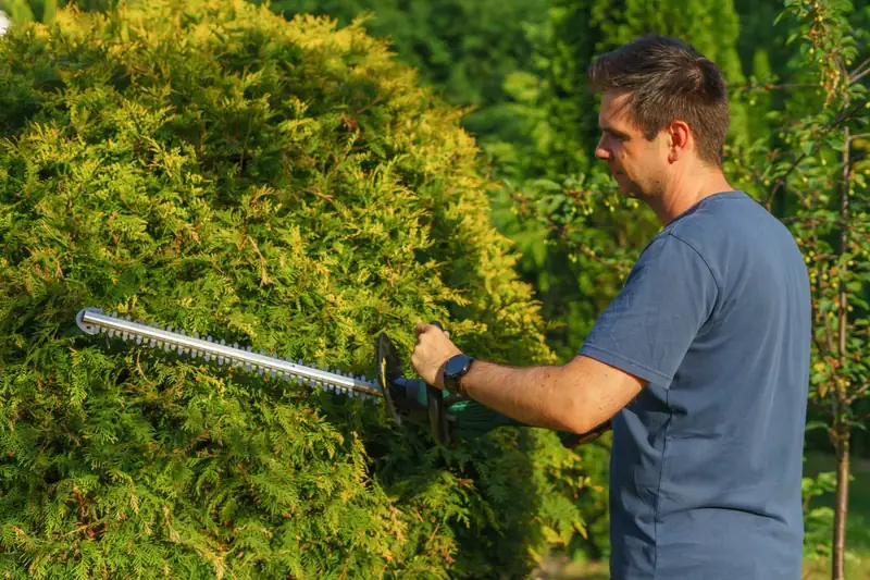 Trimming a hedge with a hedge trimmer (stock photo)