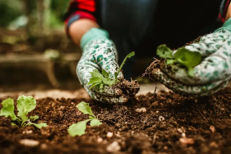 Gloved hands planting seedlings in a garden bed (stock photo)