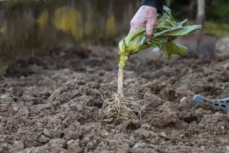 Pulling a weed out of the soil by hand (stock photo)