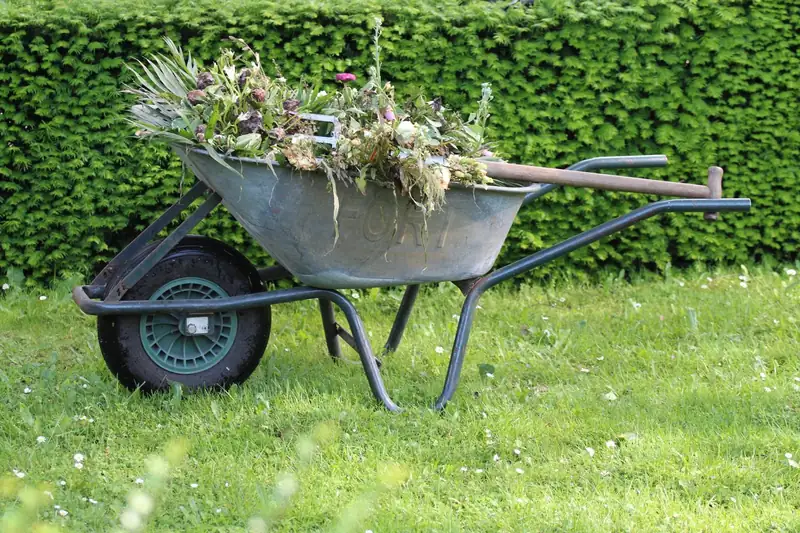 A wheelbarrow full of garden waste on a lawn (stock photo)