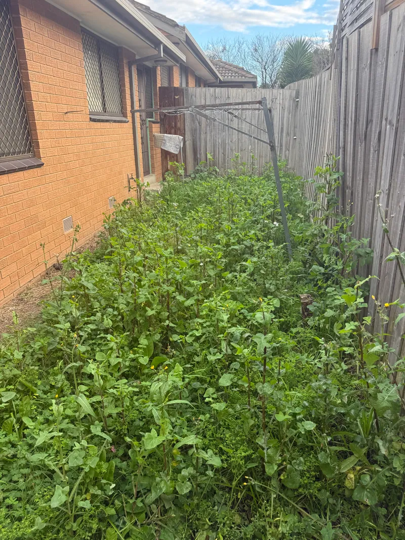 Overgrown side garden before EKO cleanup