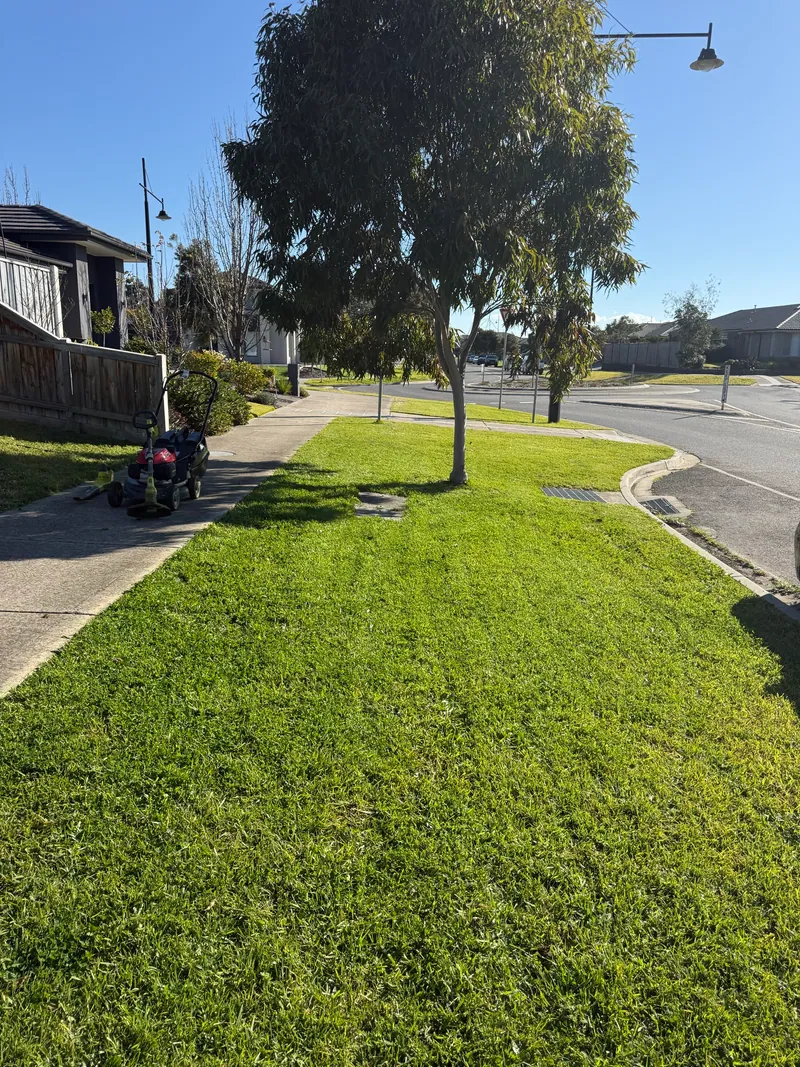 Freshly maintained Melbourne lawn by EKO